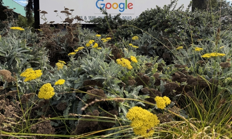 Google bo v Indiji zgradil največji center za umetno inteligenco izven ZDA