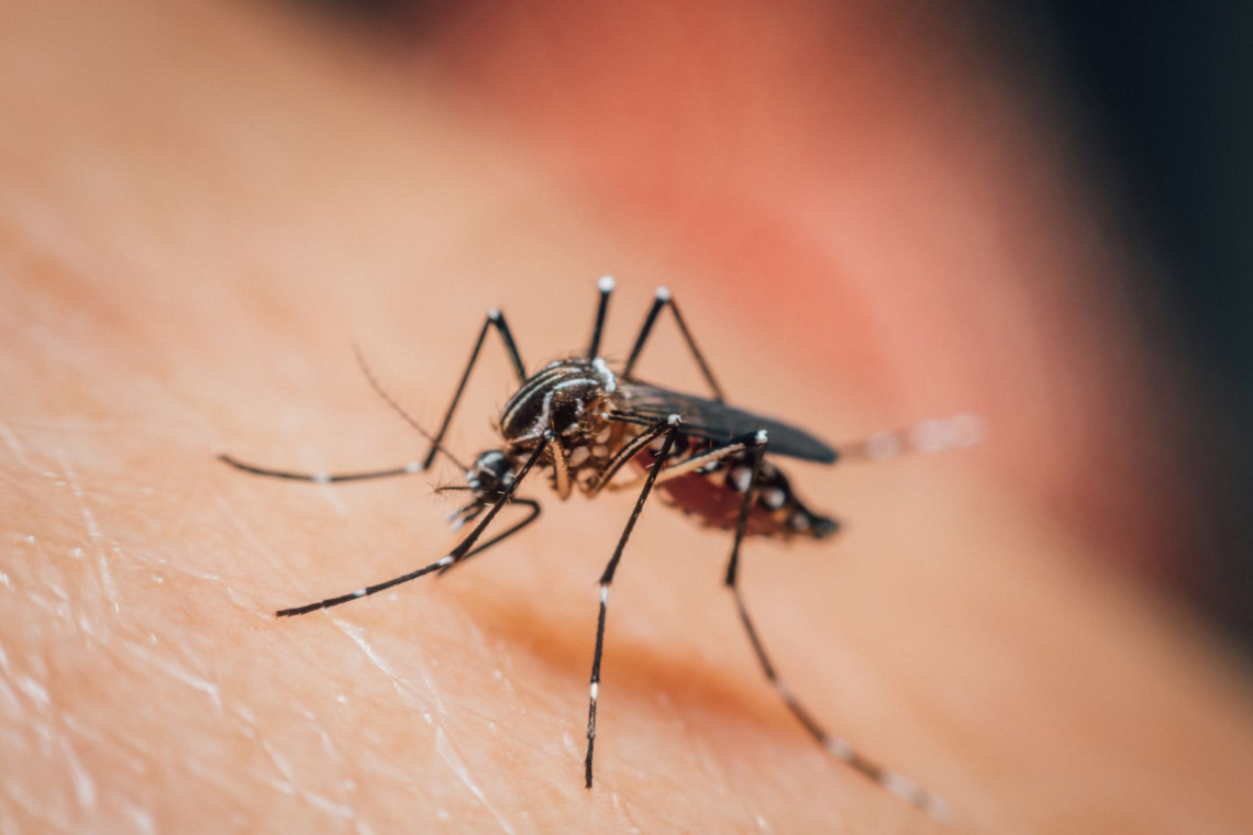 Urad za kemikalije svetuje preventivo namesto uporabe insekticidov